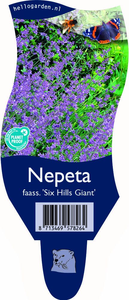 Nepeta (F) 'Six Hills Giant'