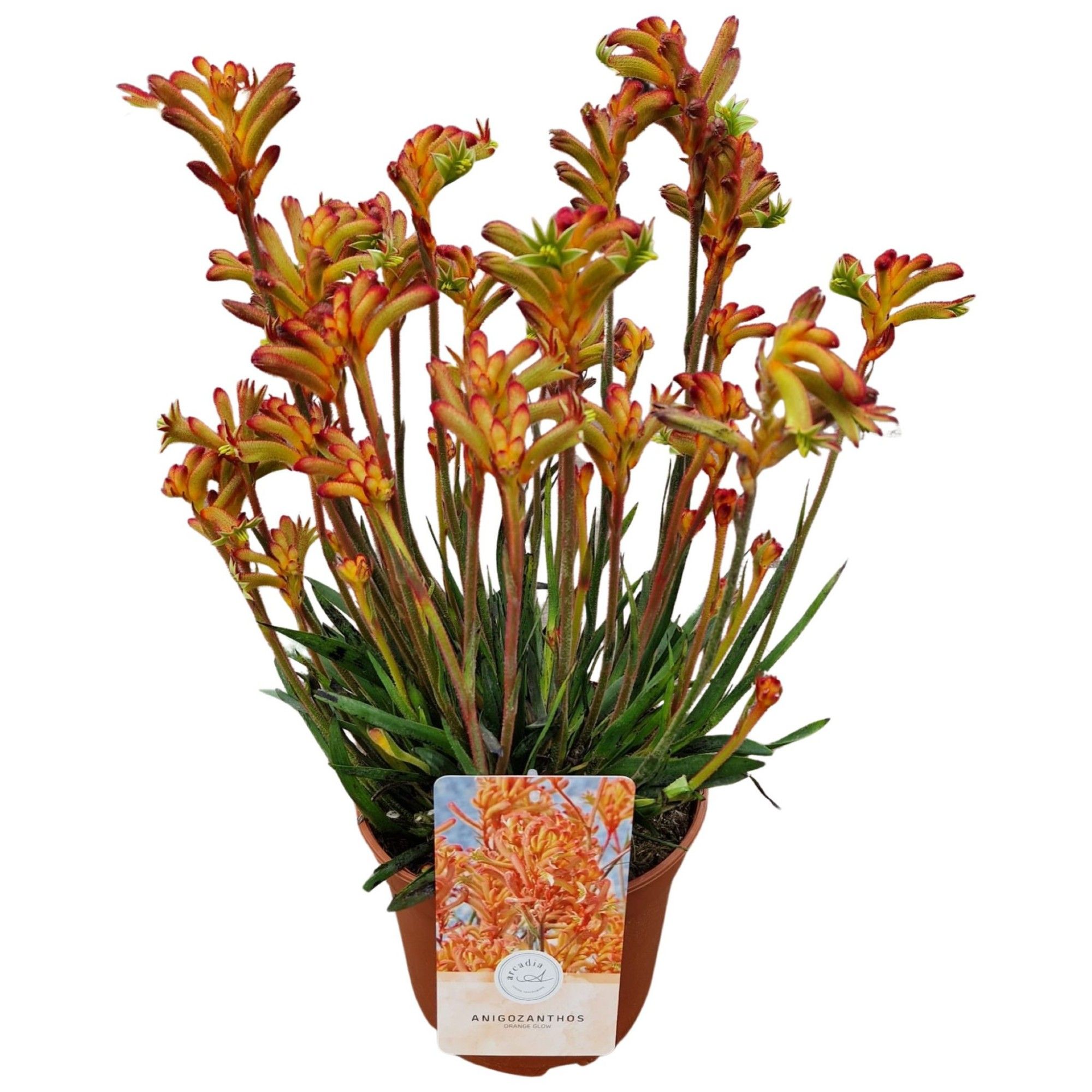 Anigozanthos 'Orange Glow'
