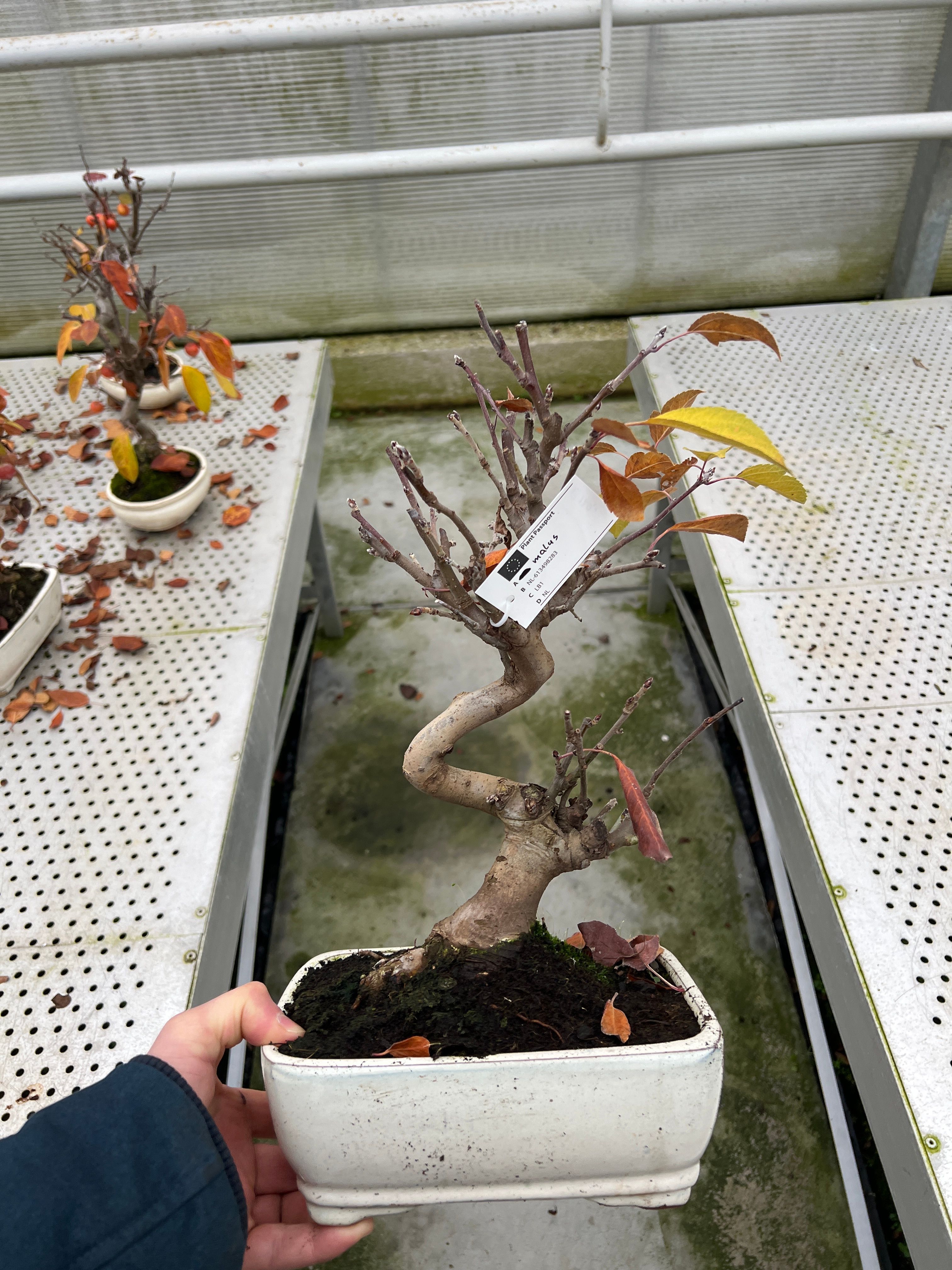 Bonsai Malus Domestica | Gardenline