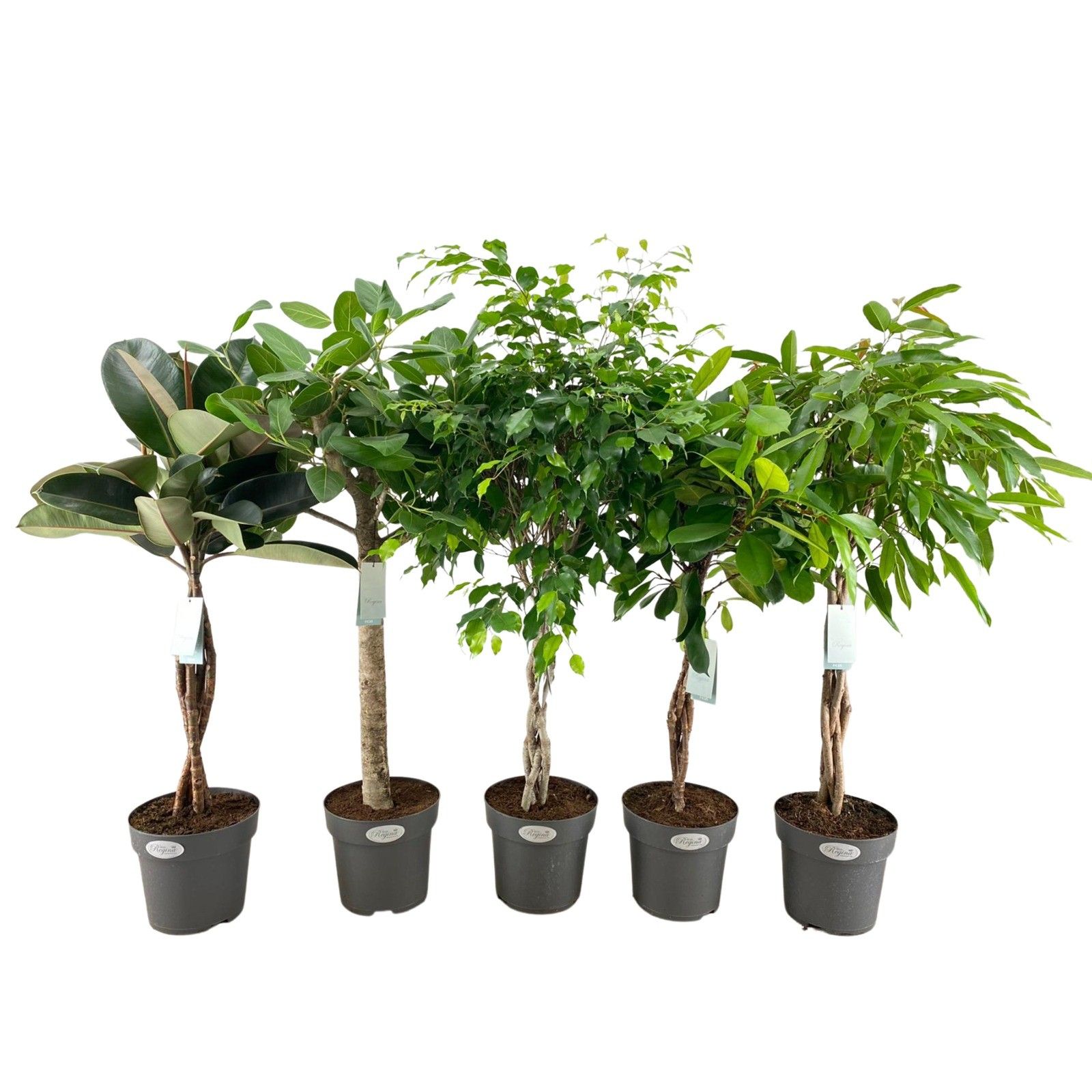 Ficus mixed 5 varietys | OZ Planten