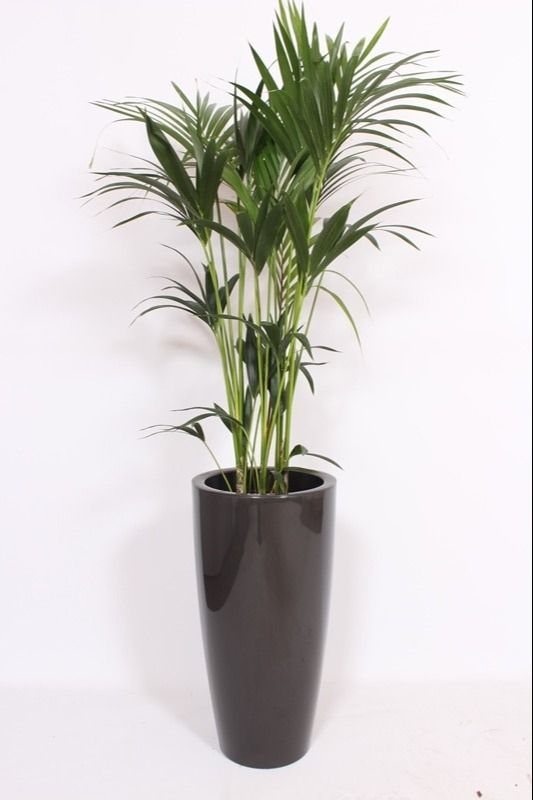 Howea Forsteriana in Santorini pot "antraciet"