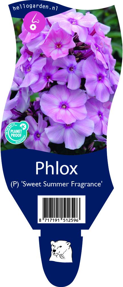 Phlox (P) 'Sw. Summer Fragrance'
