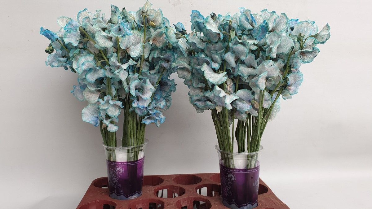 Lathyrus Blue Magic
