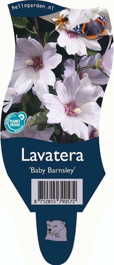 Lavatera 'Baby Barnsley'