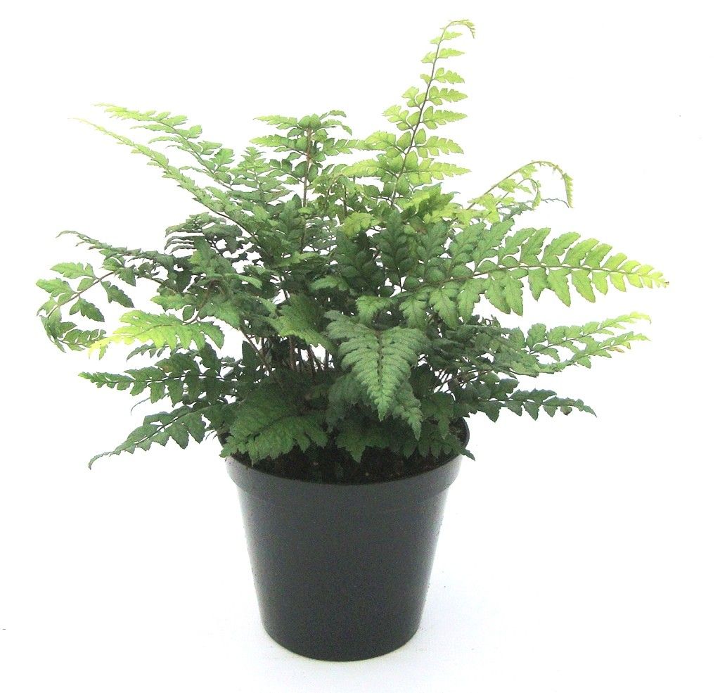 Polystichum makinoi ES11