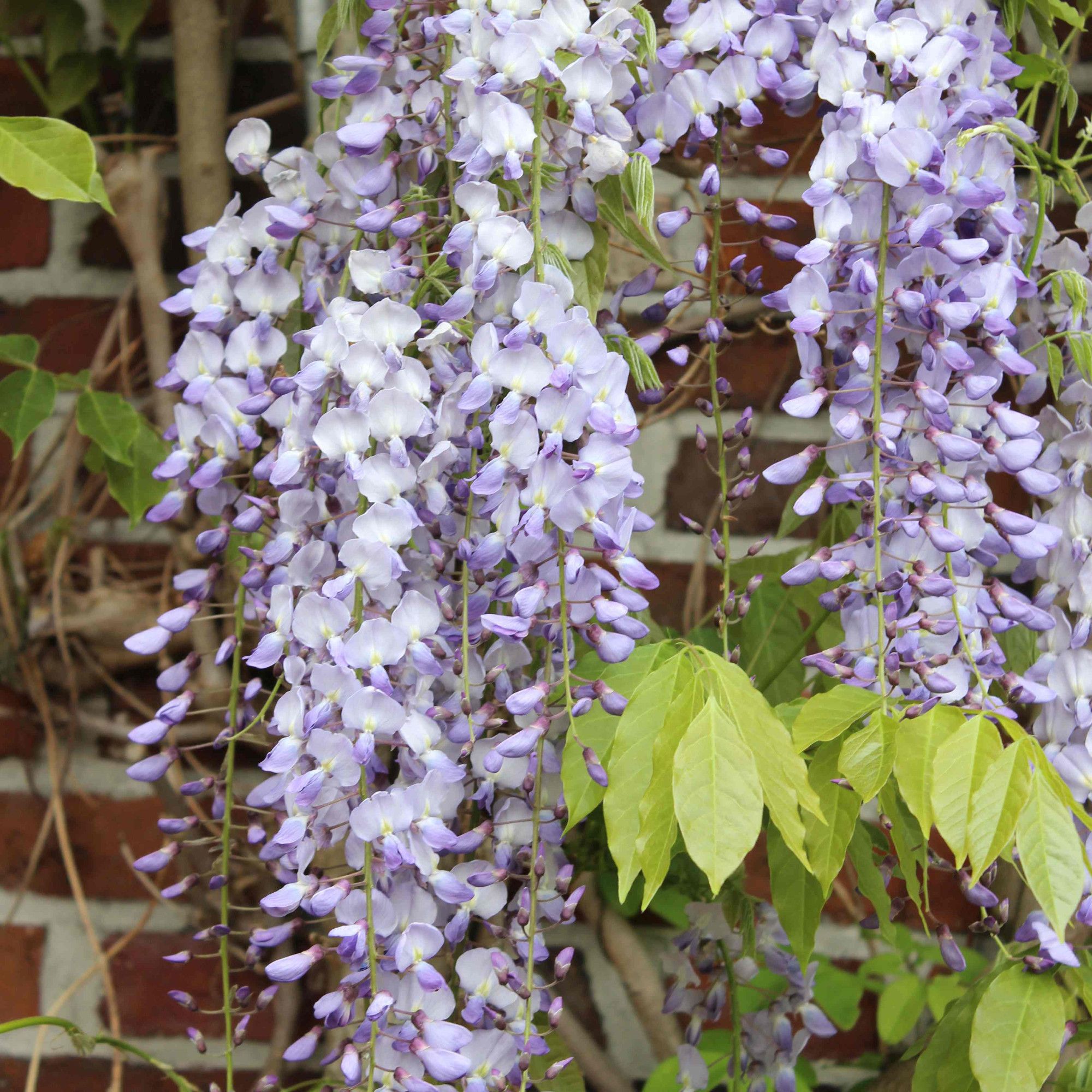 Wisteria floribunda 'Domino'