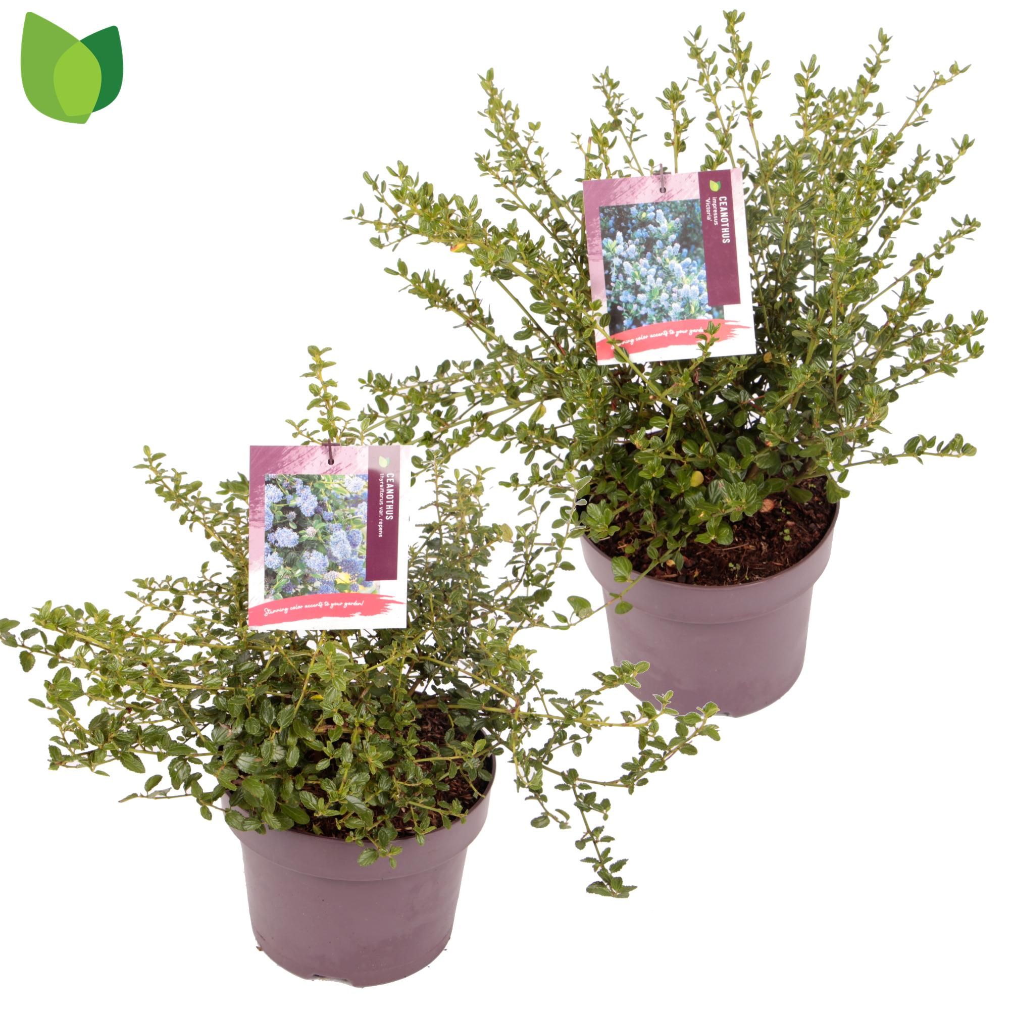 Ceanothus 'Mix'