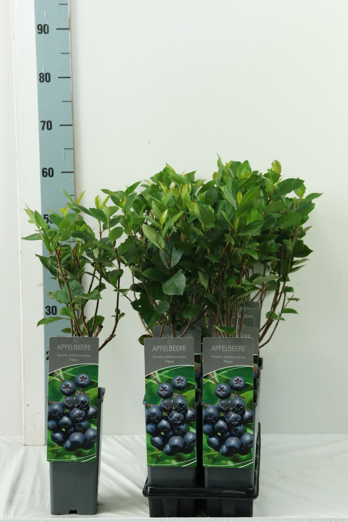 Aronia prunifolia 'Nero'