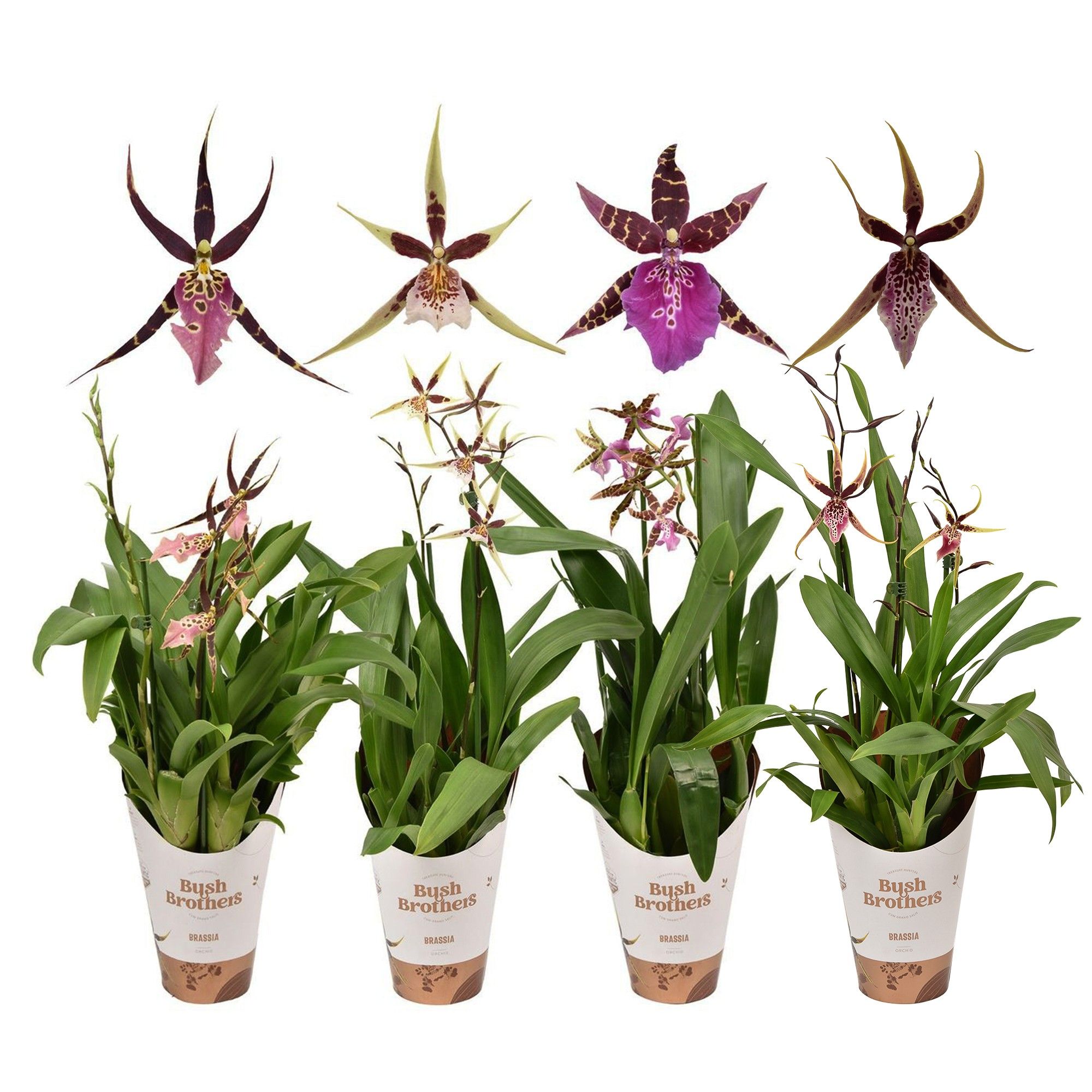Brassia mix 2 tak