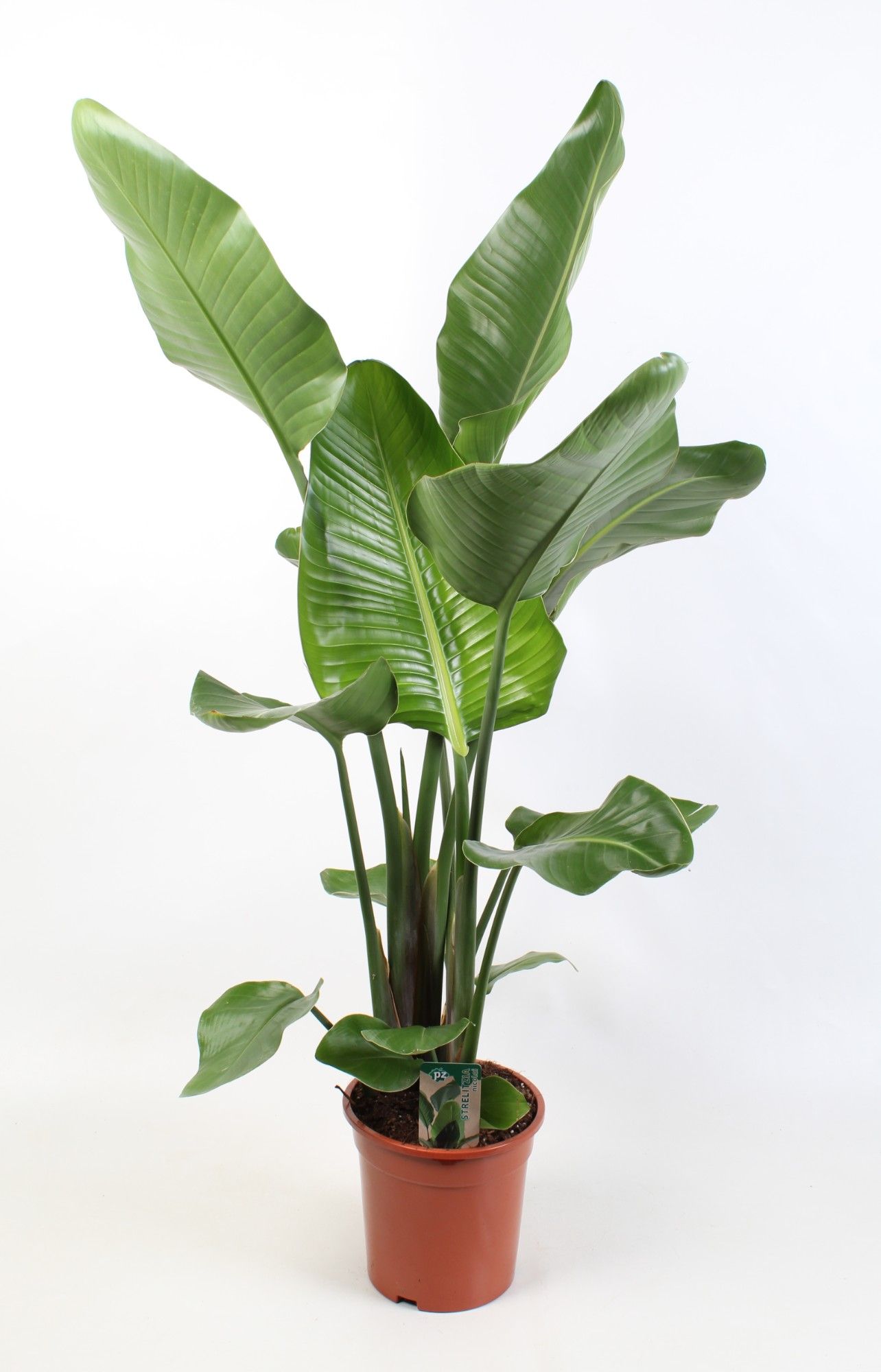 Strelitzia nicolai | Hamiplant