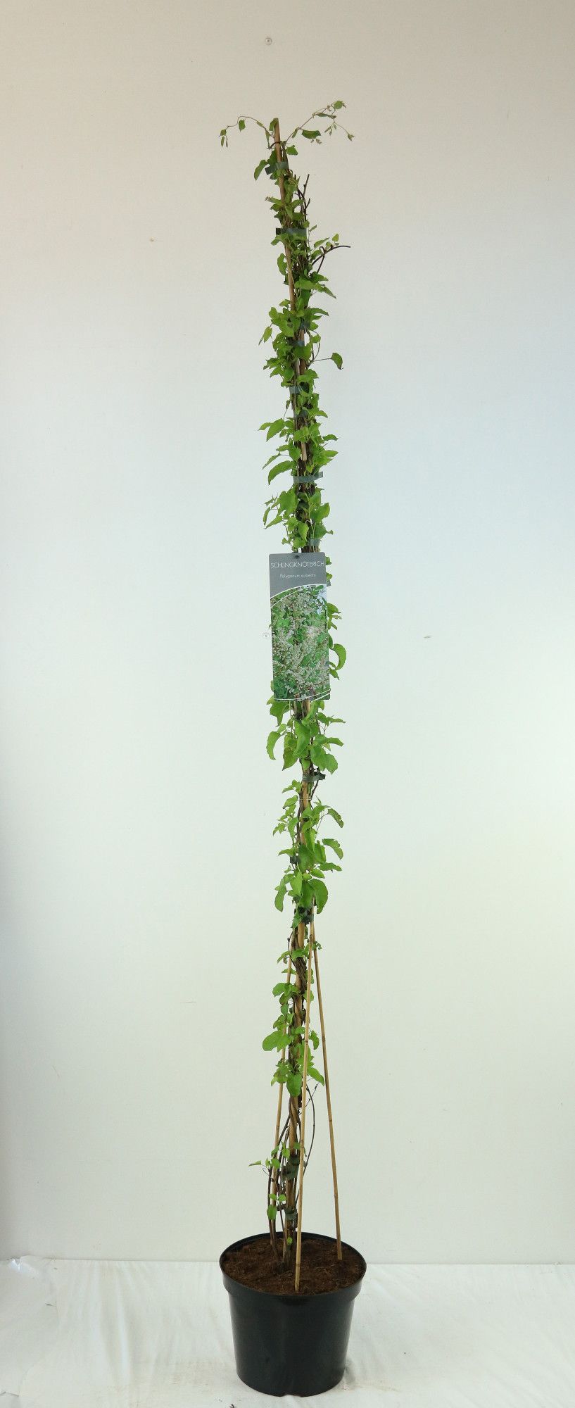 Fallopia baldschuanica