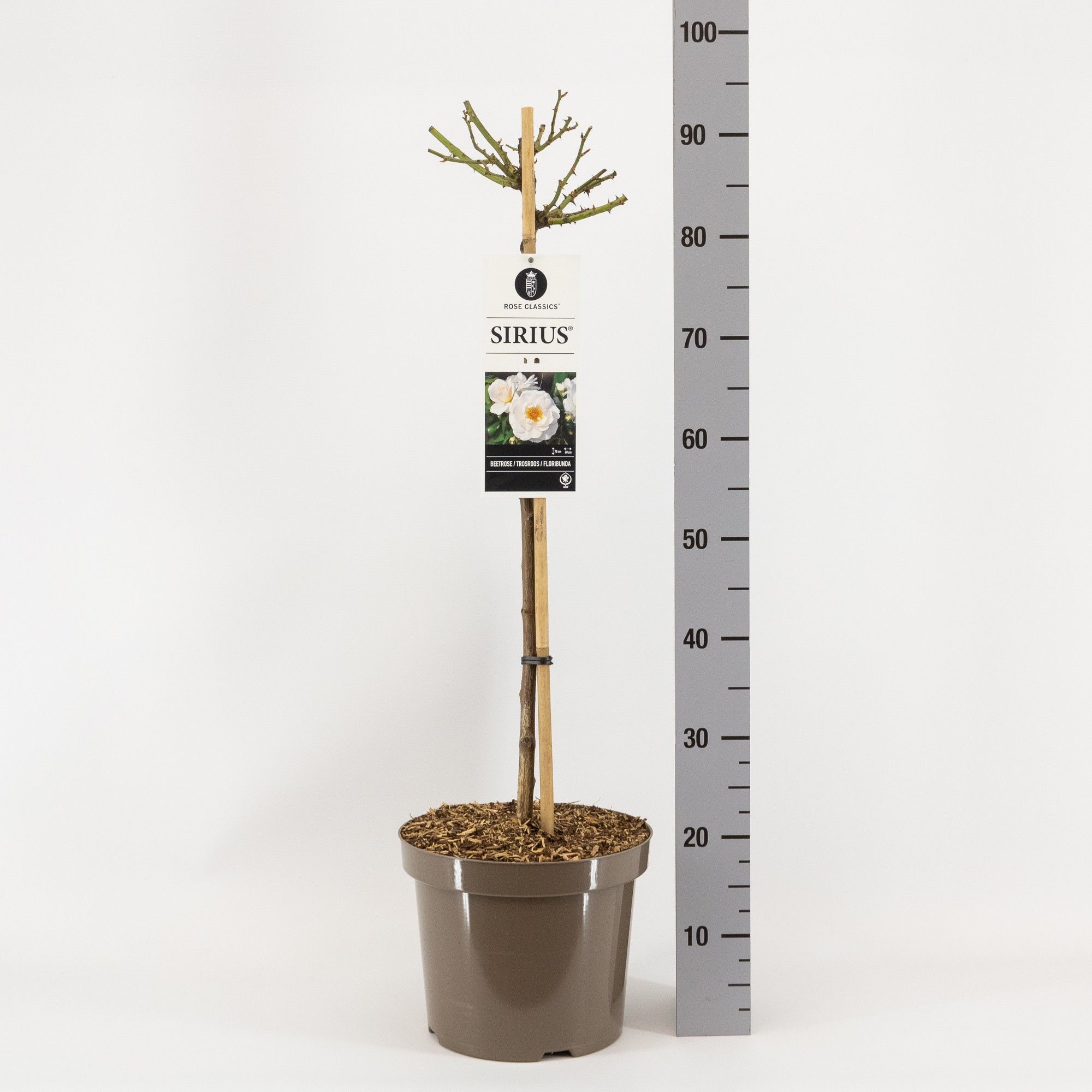Rosa (F) Sirius ('Tan05415') f stam