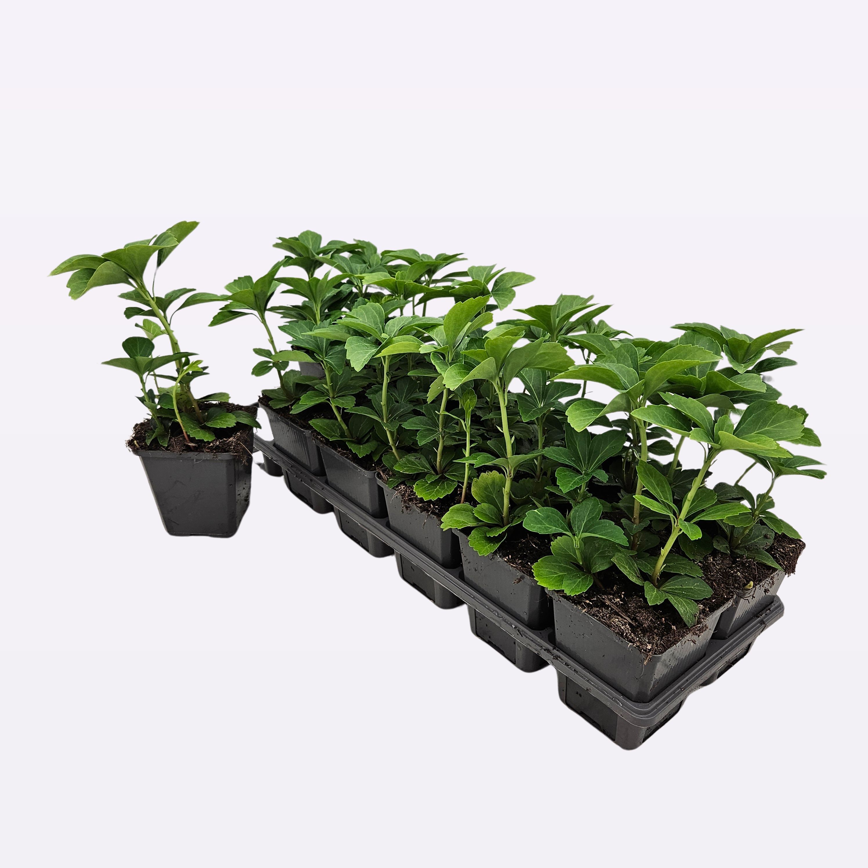 Pachysandra terminalis 12 tray