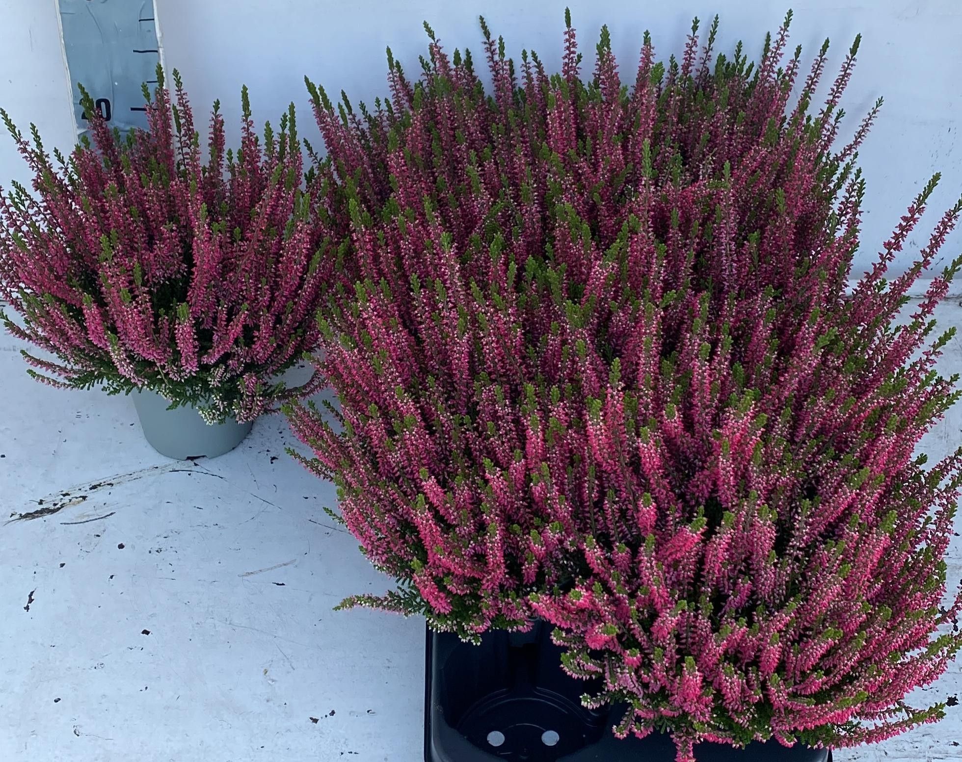 Calluna Beauty Ladie Rot T12