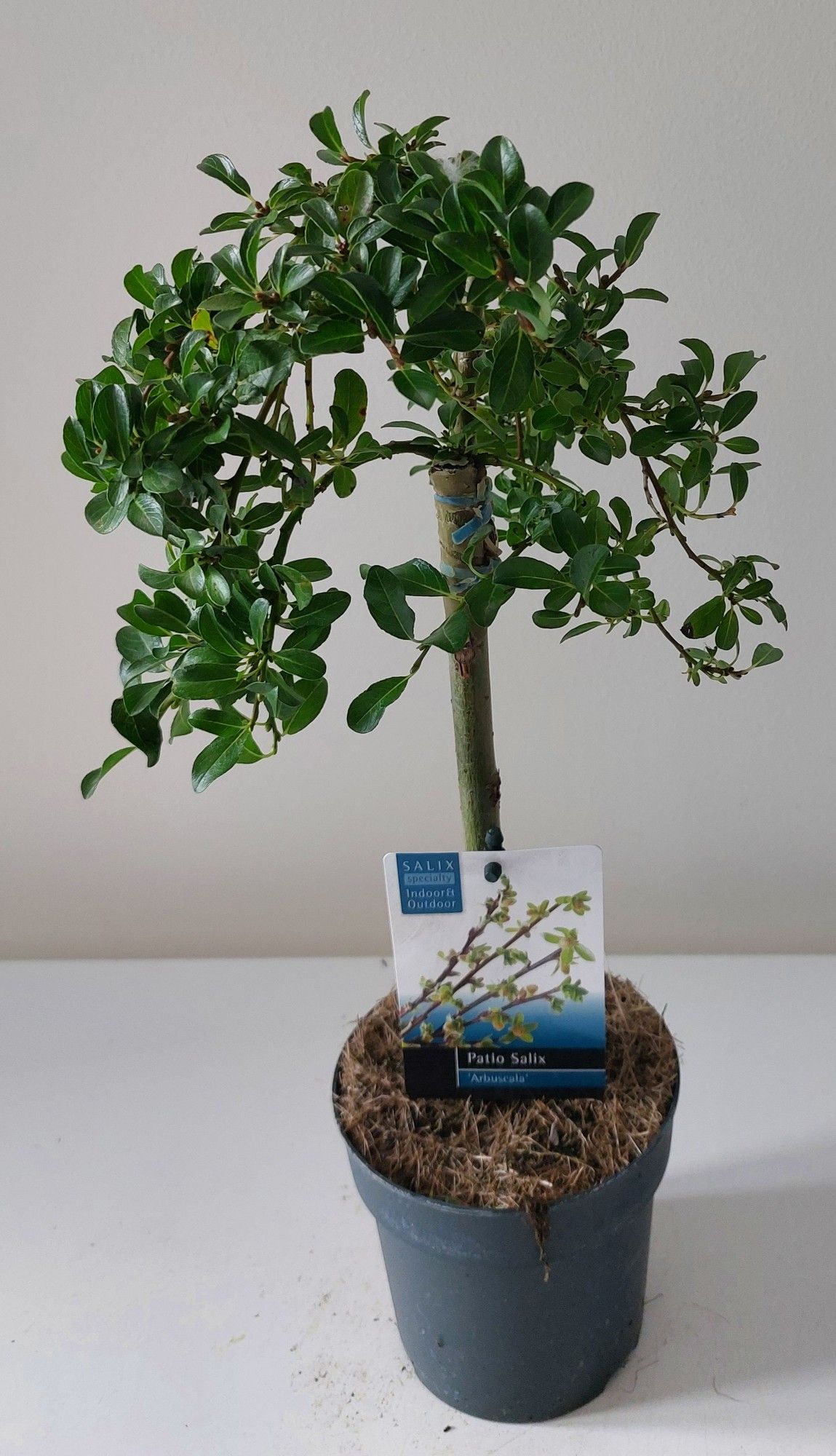 Salix arbuscula stam