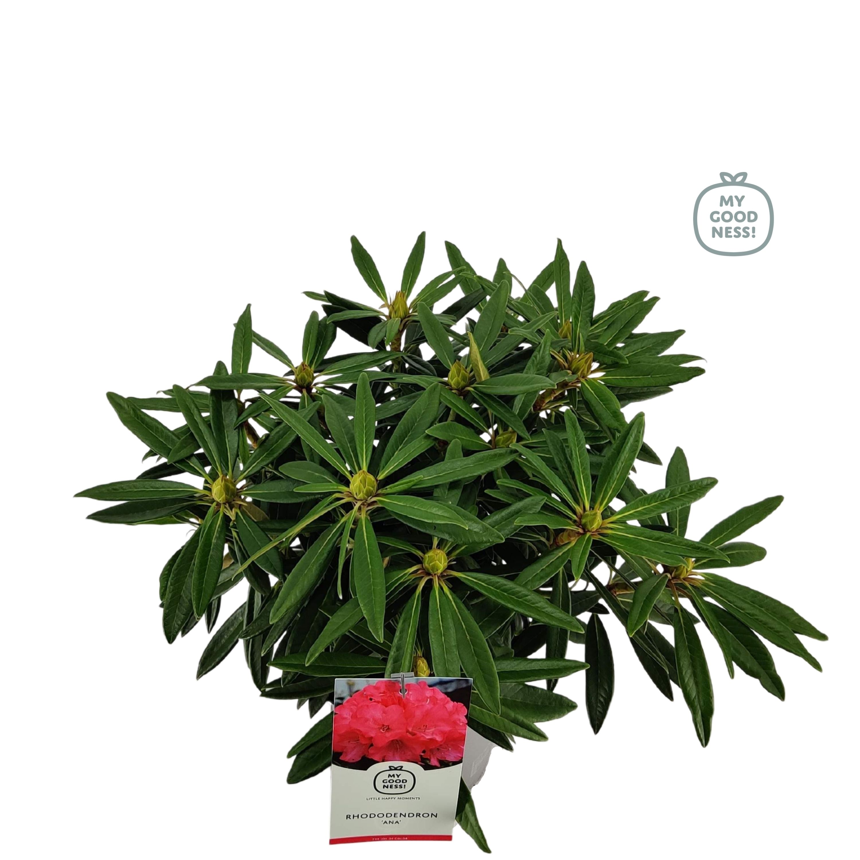 Rhododendron Ana Pink | Hamiplant
