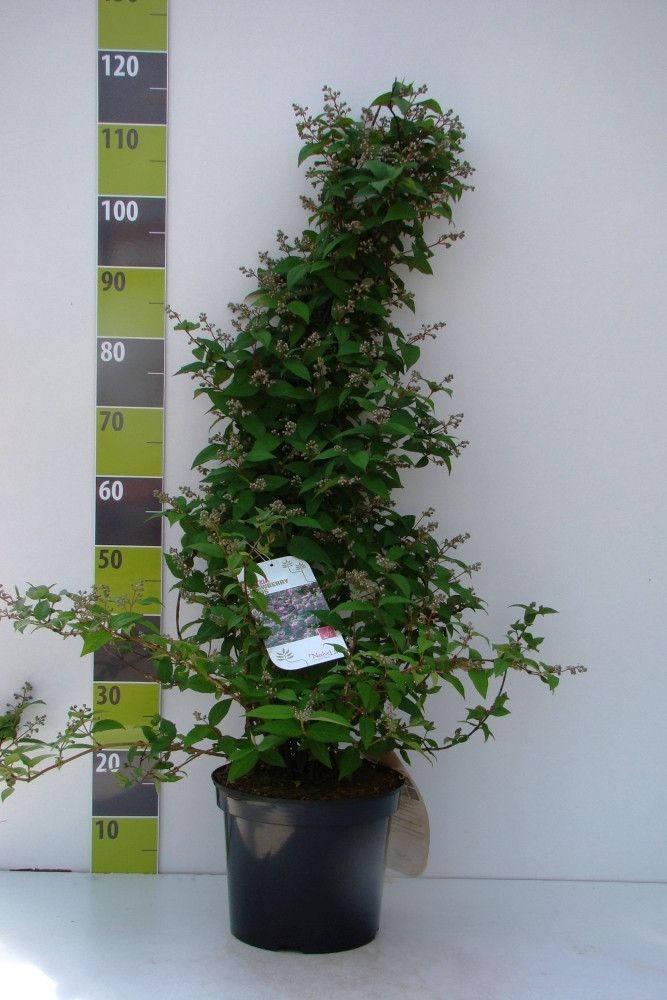 Deutzia Raspberry Sundae ('Low 18')