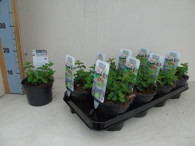 Mentha arvensis 'Strawberry' aardbeien bio munt