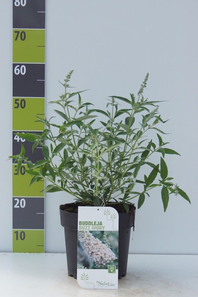Buddleja 'Buzz Ivory' -R