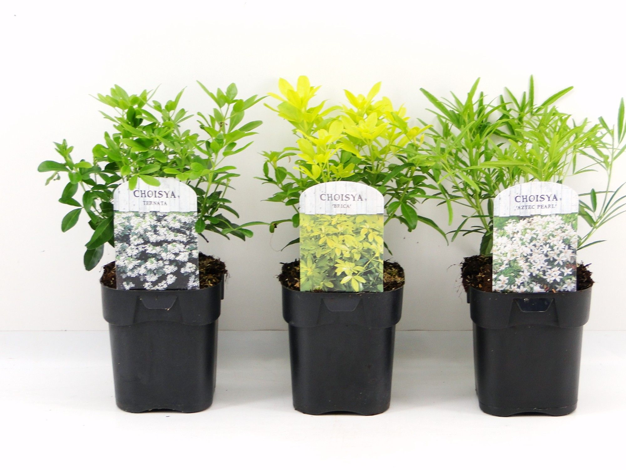 Picture of Choisya mix shelve