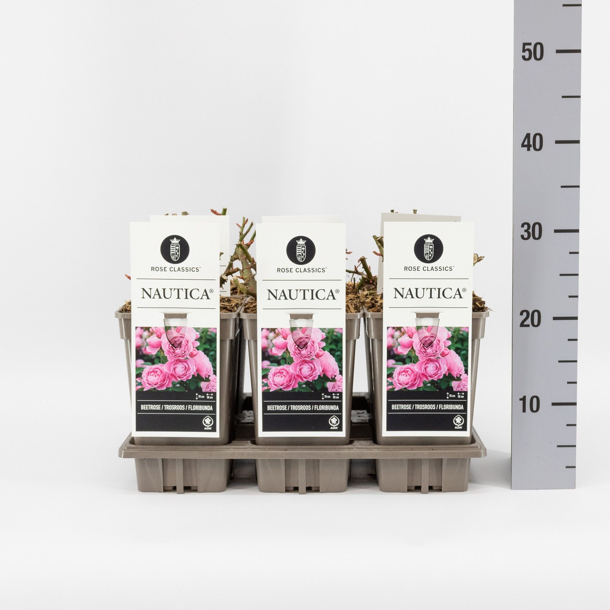 Rosa (F) Nautica