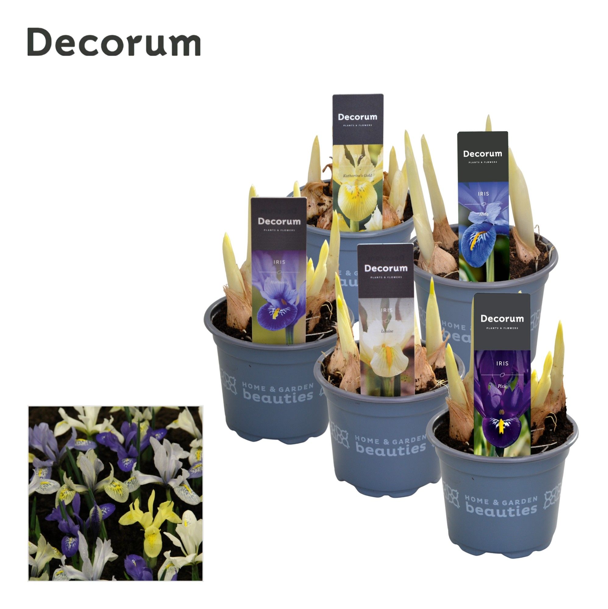 Iris Mix