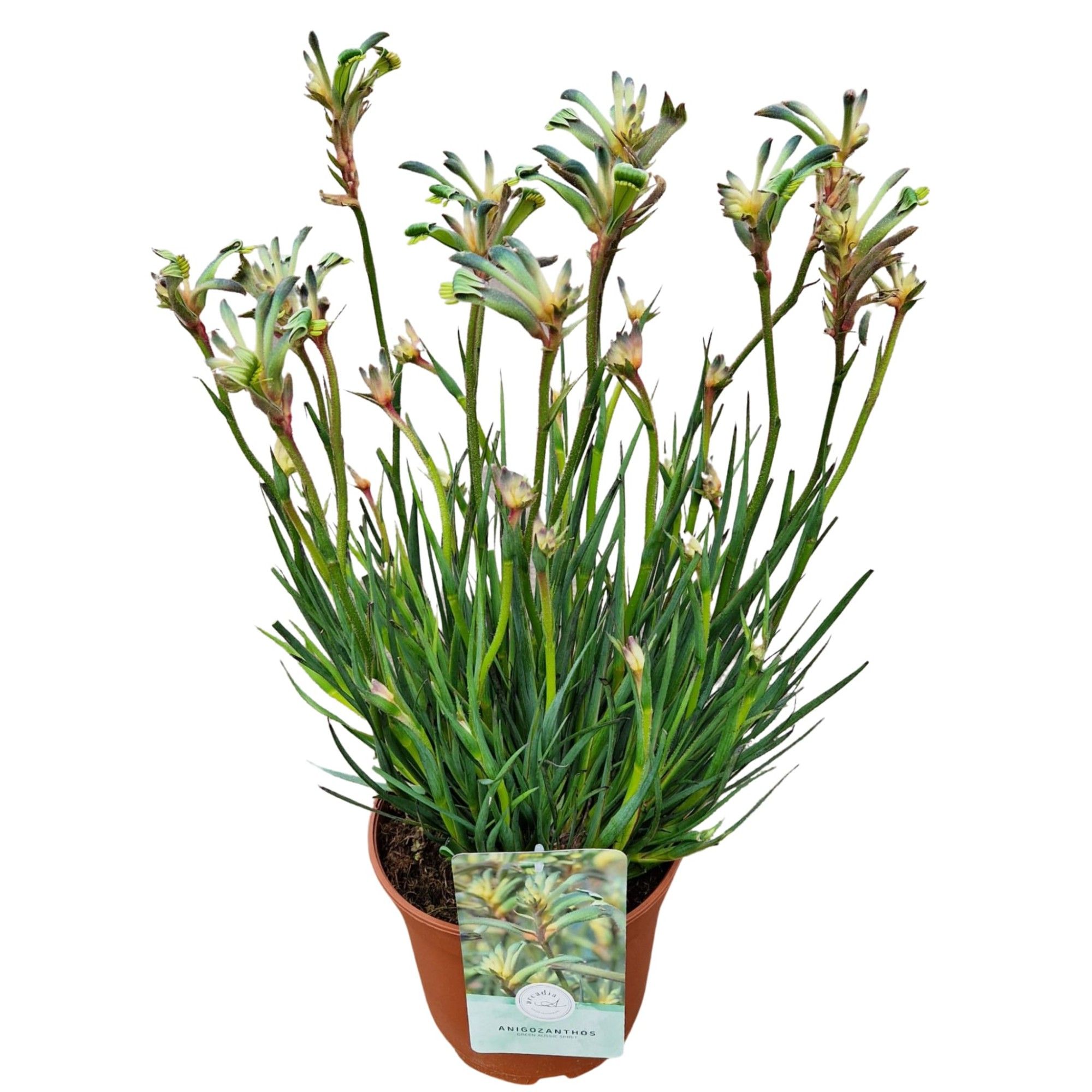 Anigozanthos 'Green Aussie Spirit'