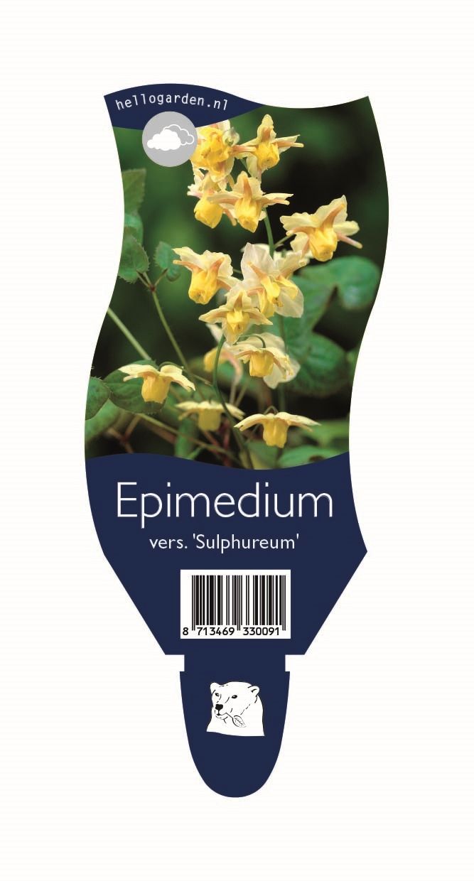 Epimedium versicolor 'Sulphureum'