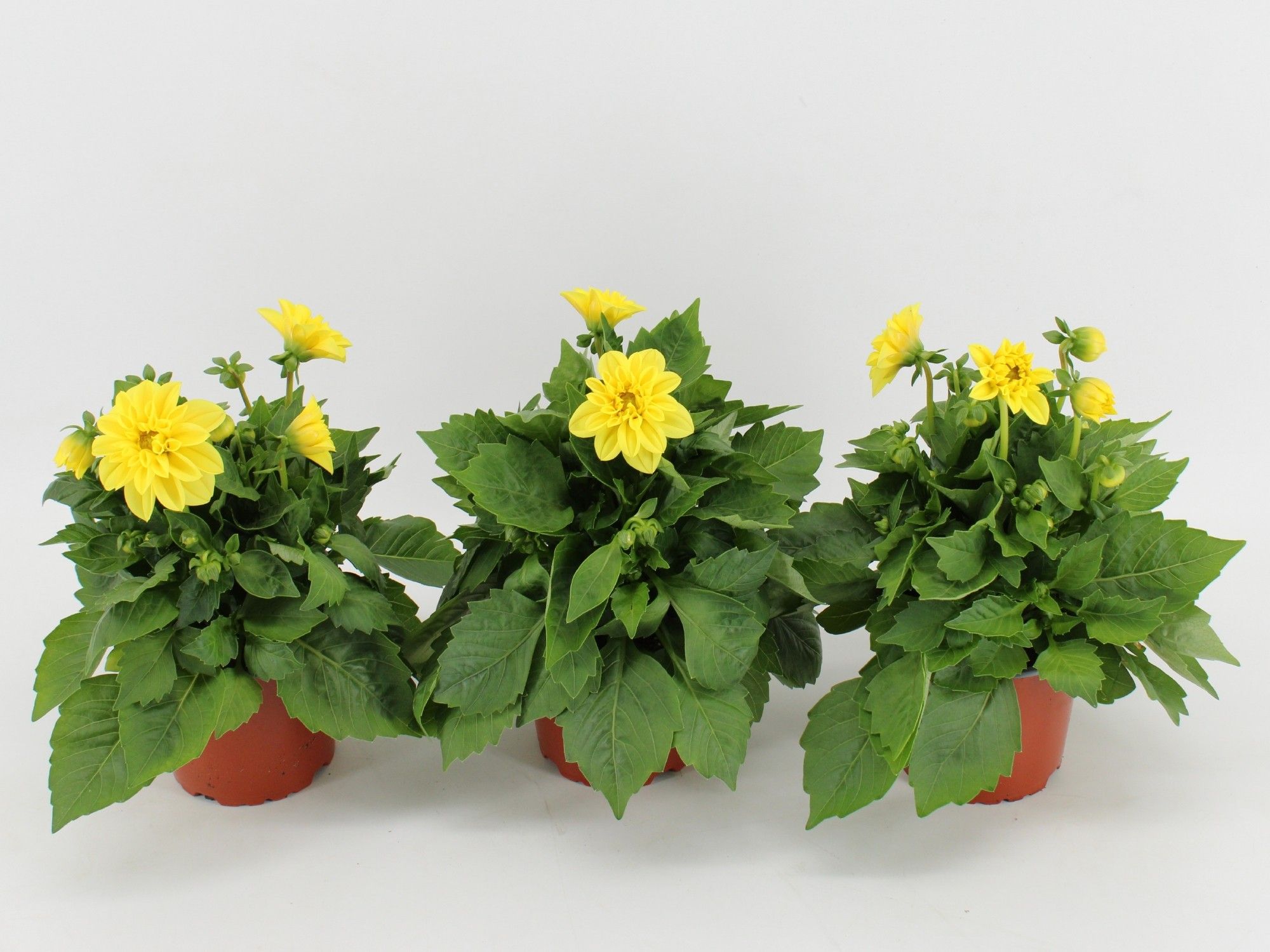 Dahlia Dahlietta Margaret