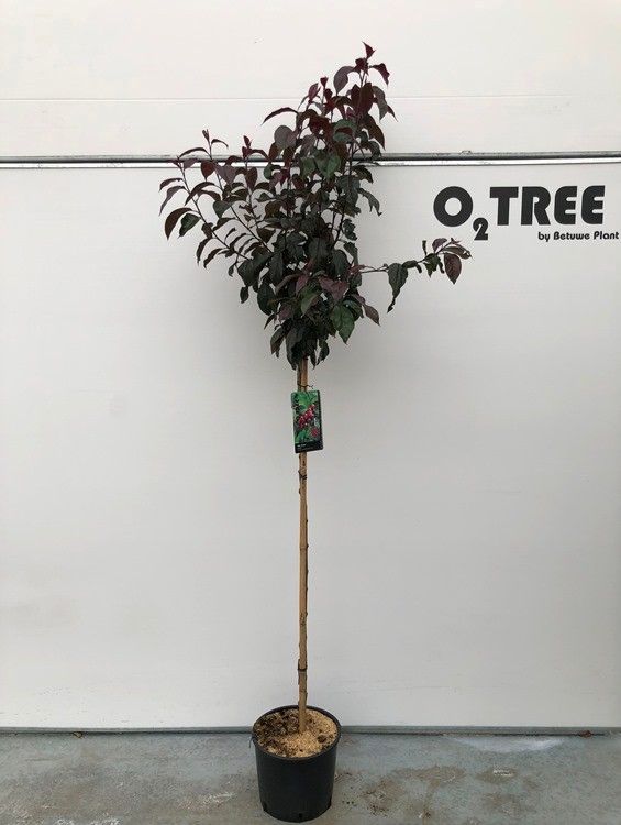 Malus 'Royalty' stam