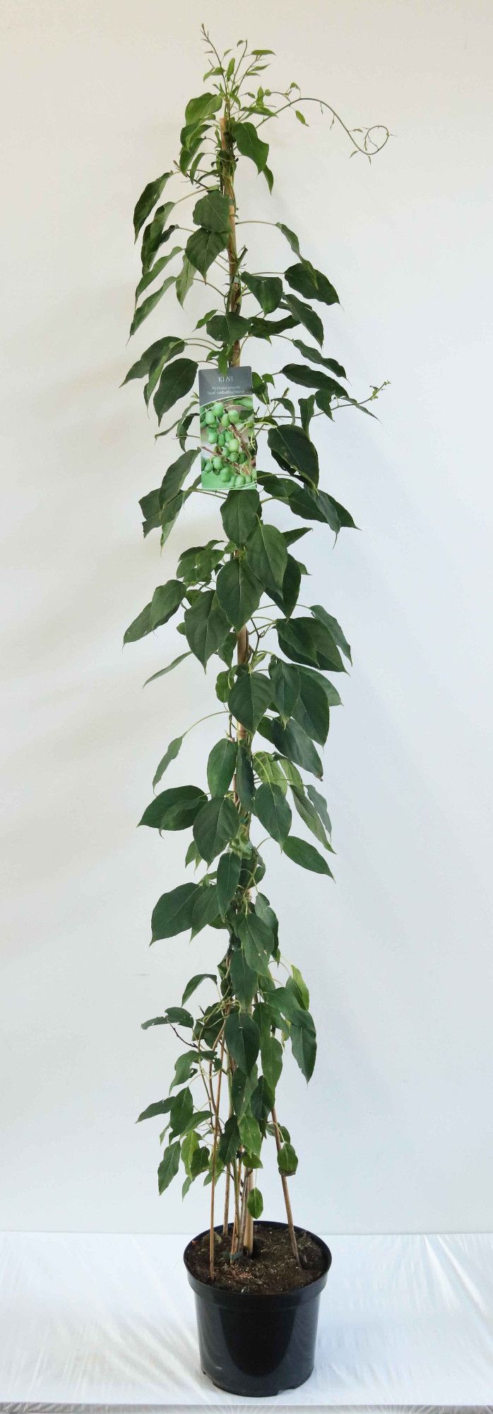 Actinidia arguta 'Issai'