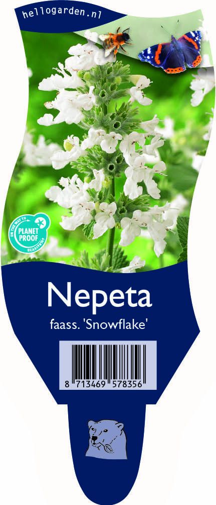 Nepeta faass. 'Snowflake'