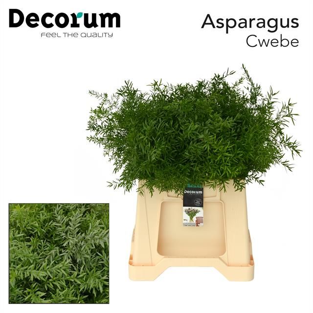 Asp Dens Cwebe