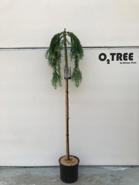 Larix k. 'Stiff Weeping' 6/8 stam
