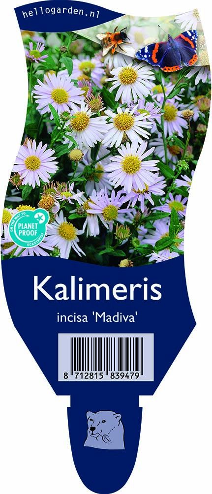 Kalimeris incisa 'Madiva'