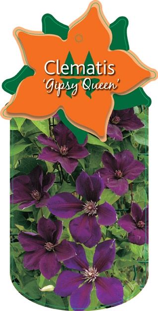Clematis 'Gipsy Queen'