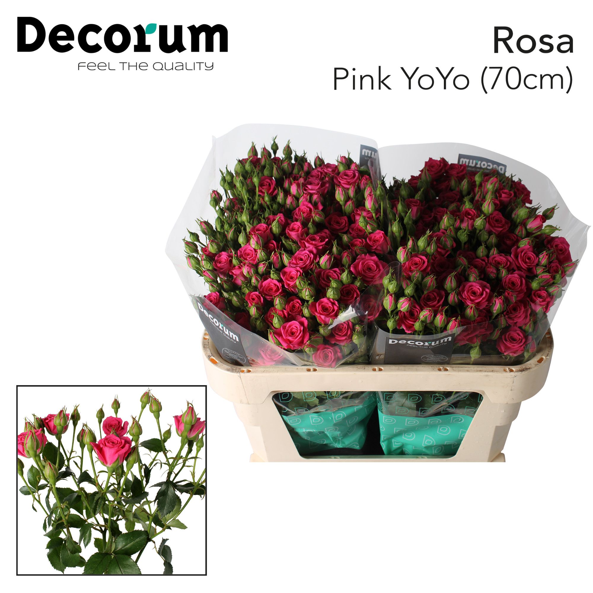 Rosa Spray Pink Yo-Yo 70cm 5+