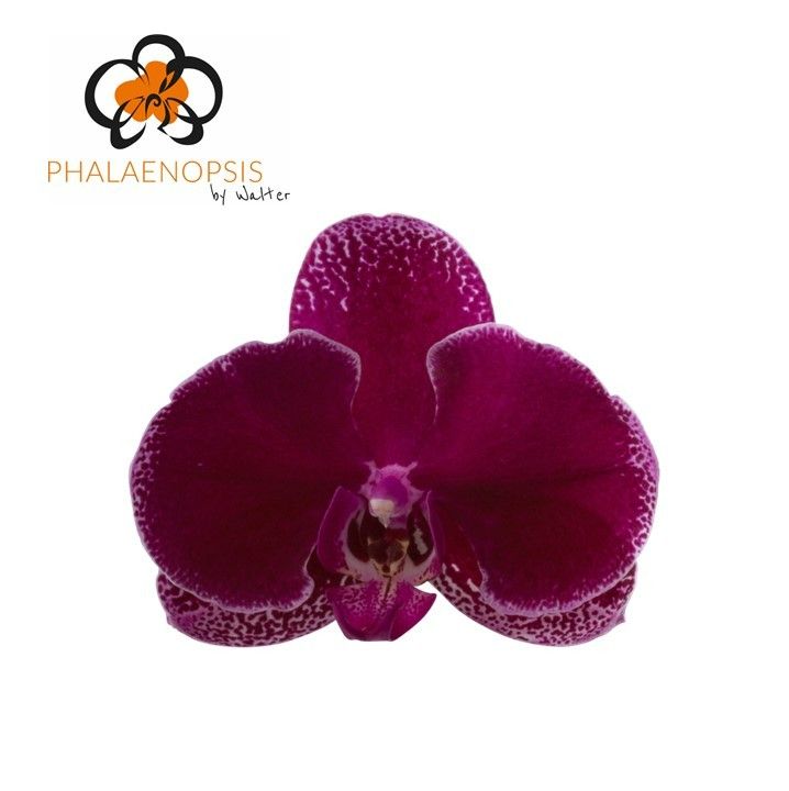 Phal T Fl Lie-de-vin