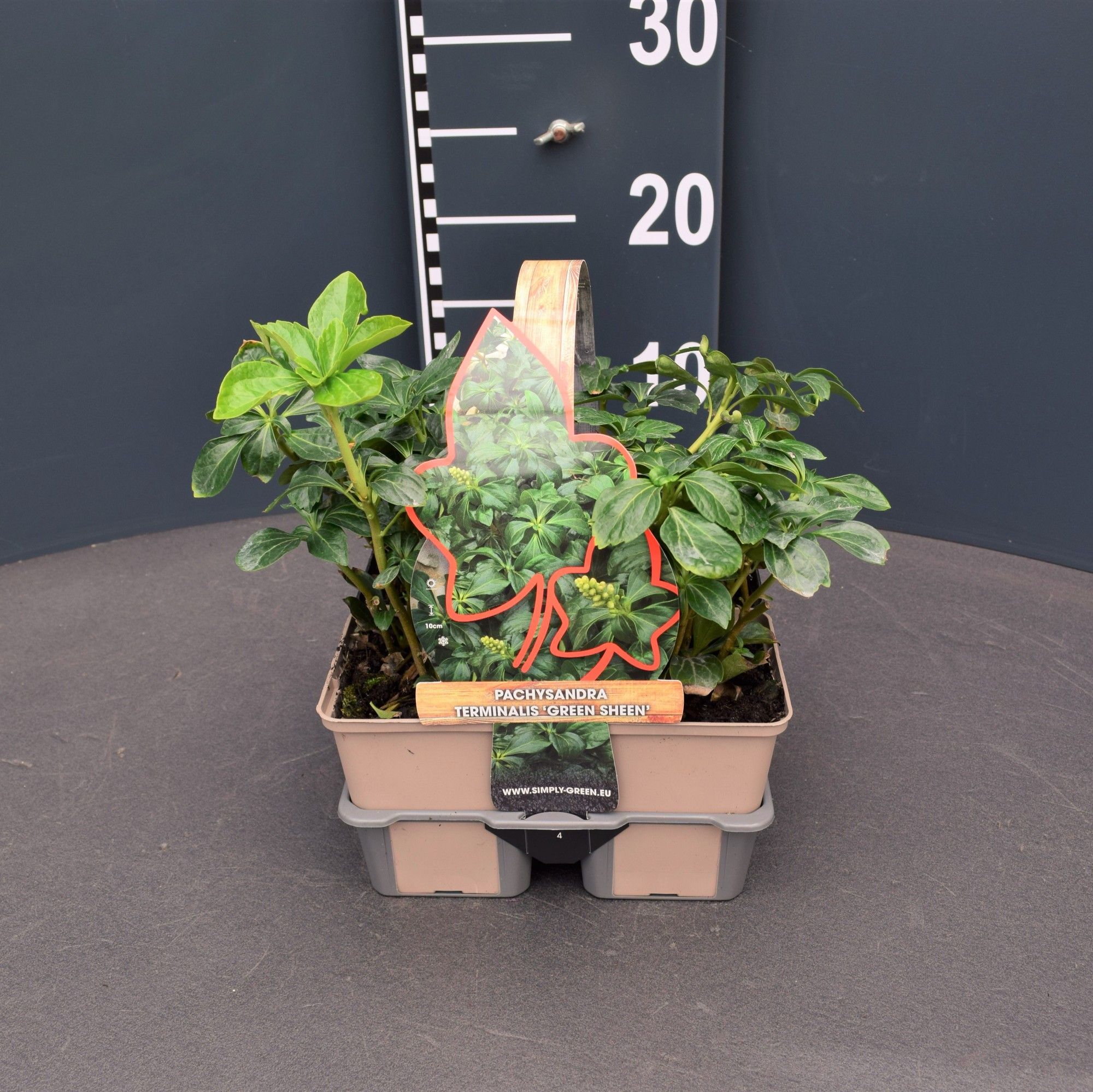 Pachysandra terminalis 'Green Sheen' 4 pack