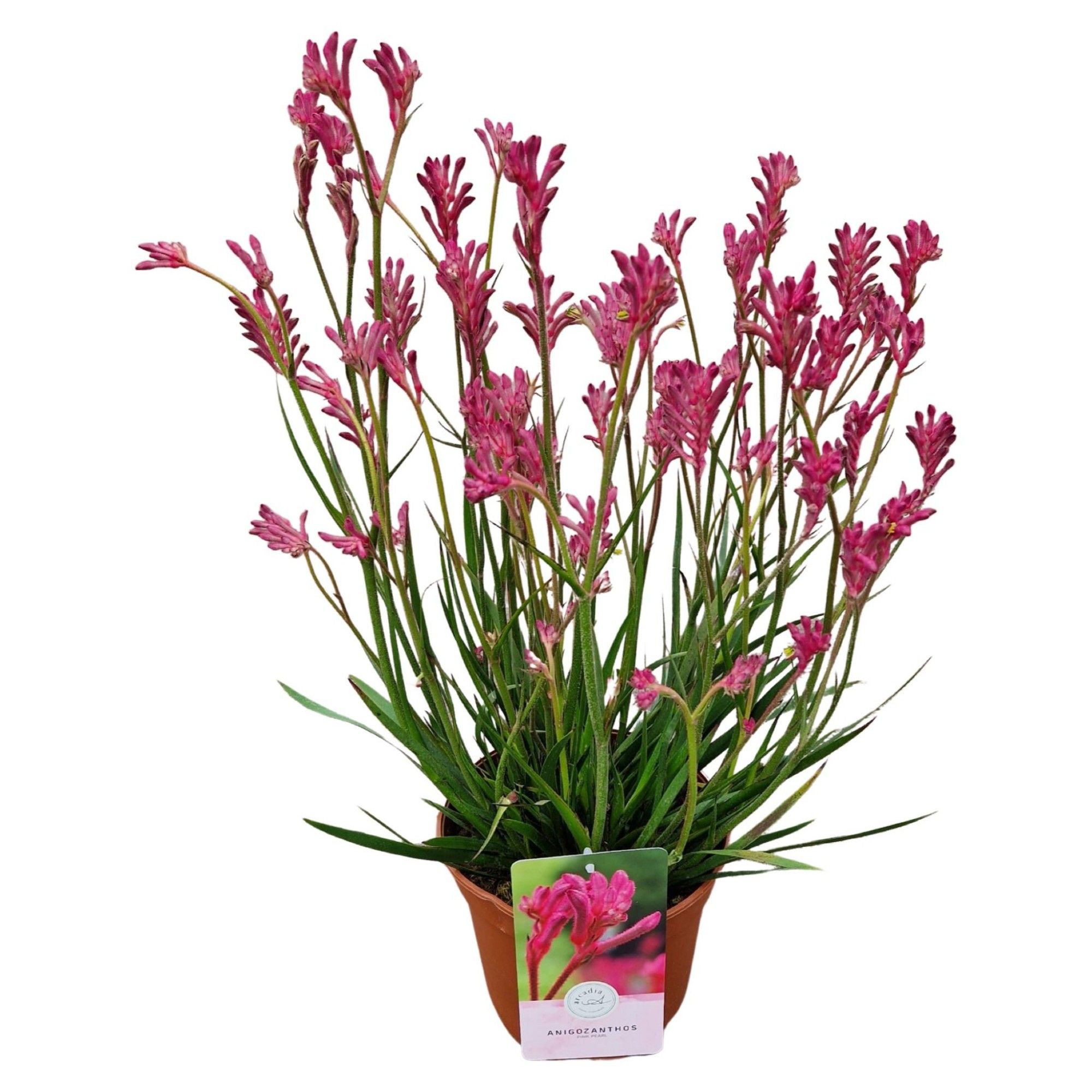 Anigozanthos 'Pink Pearl'