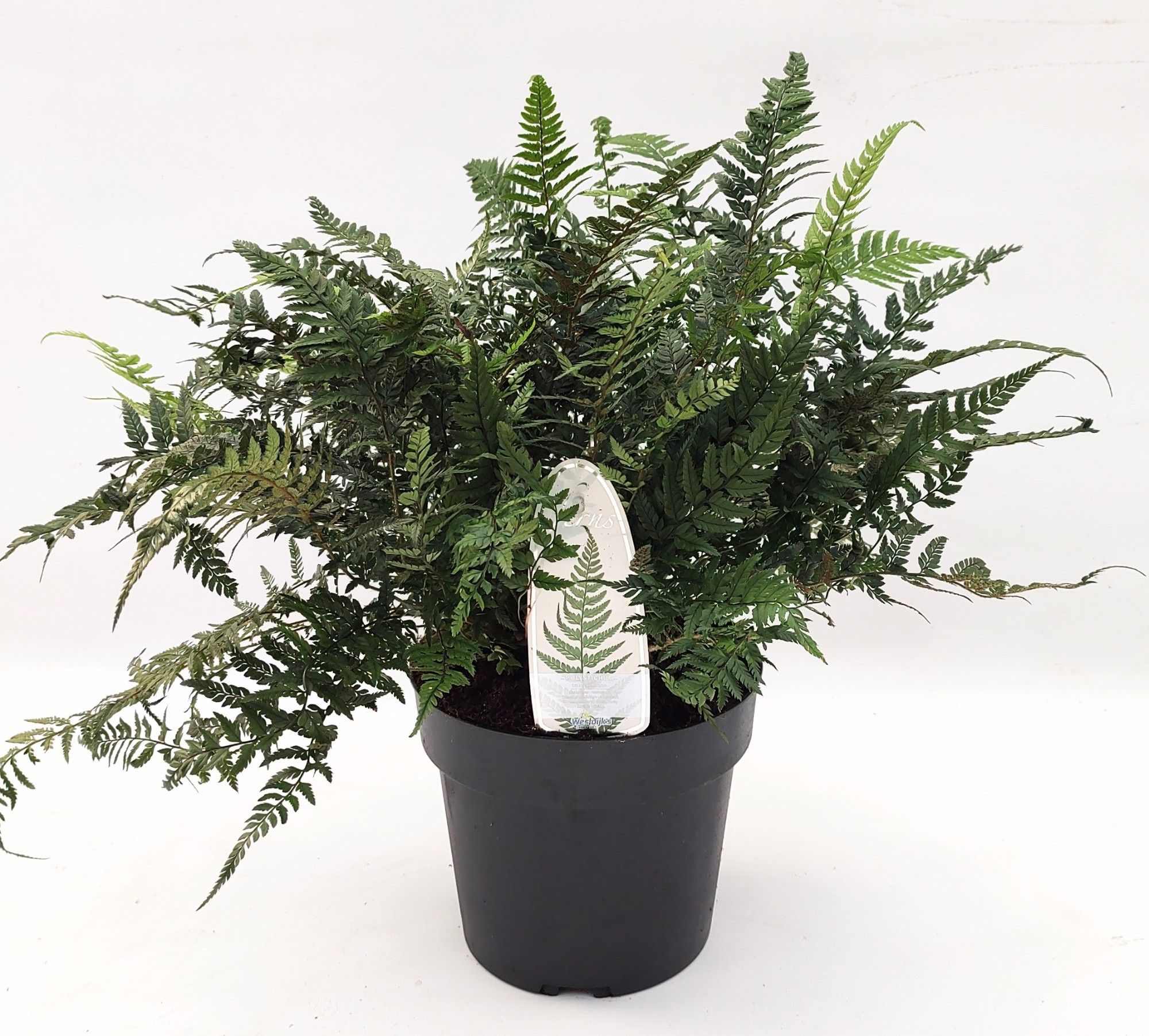 Polystichum tsus-simense ES19