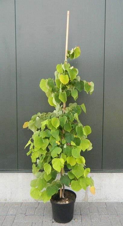 Cercis canadensis The Rising Sun ('JN2') beveerd