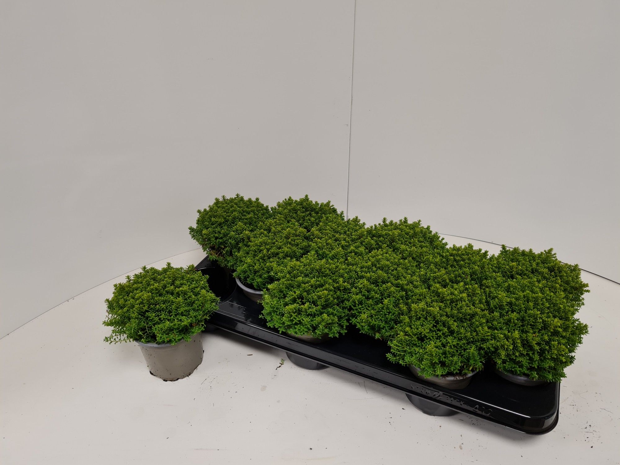Picture of Hebe Emerald Green