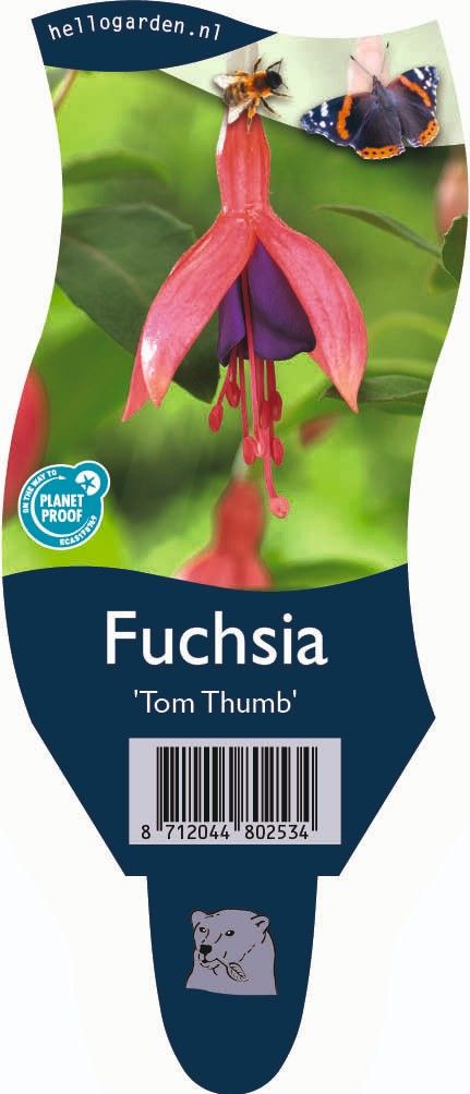 Fuchsia 'Tom Thumb'