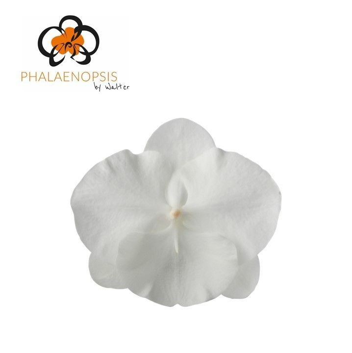 Phal White Serenity