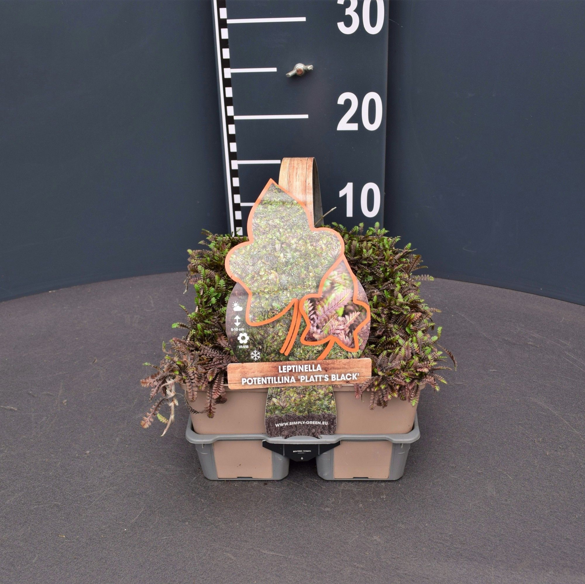 Leptinella pot. Platt's black (6-pack)