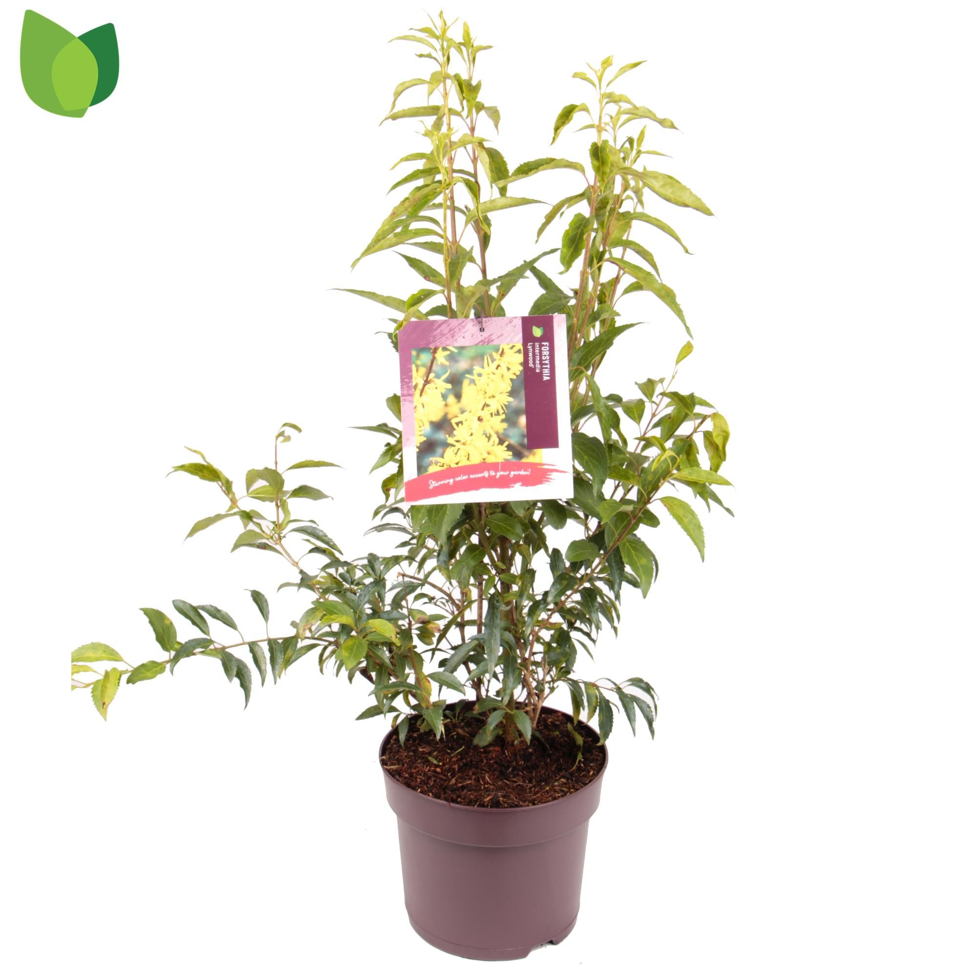 Forsythia intermedia 'Lynwood'