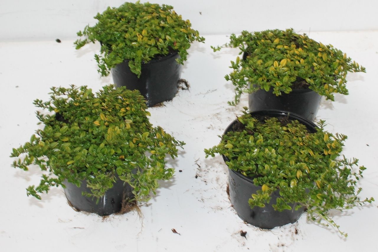 Thymus citriodorus