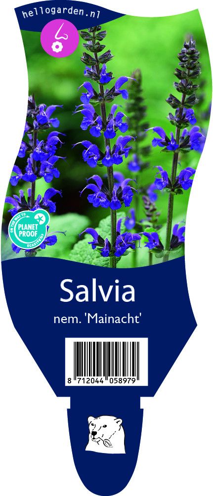 Salvia nemorosa 'Mainacht'