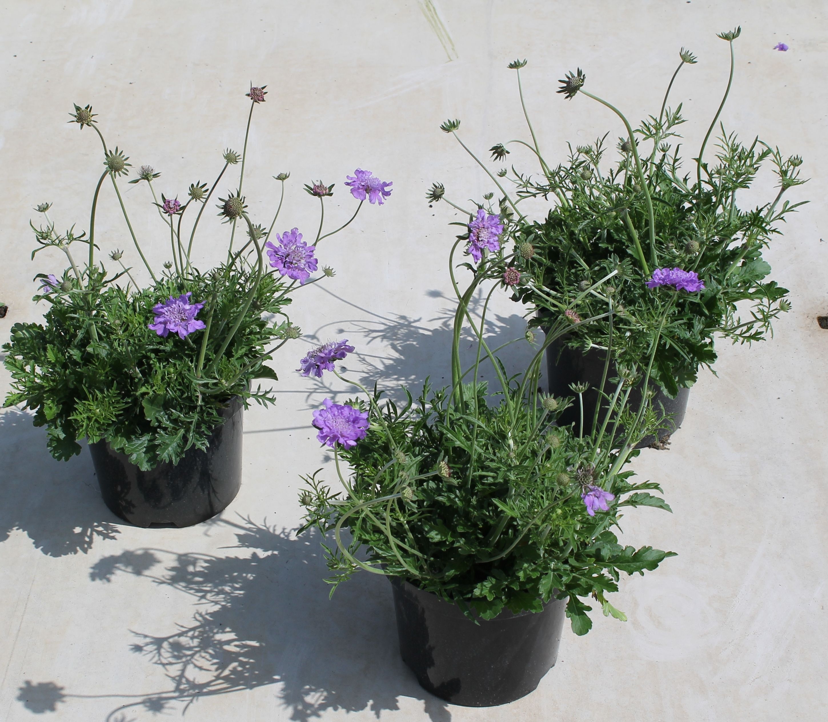 Scabiosa columbaria 'Butterfly Blue'